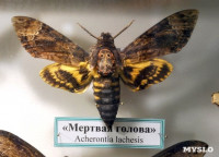 Экспозиция тропических насекомых в Тульском экзотариуме, Фото: 3
