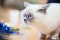 В Туле прошла выставка «Пряничные кошки» , Фото: 108