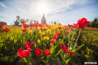 Тюльпаны в Туле, Фото: 11