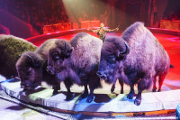 Шоу Гии Эрадзе «5 континентов» в Тульском цирке: феерия уже началась!, Фото: 23