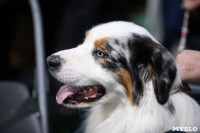 Выставка собак в Туле, Фото: 228
