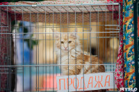 Выставка кошек "Конфетти", Фото: 42