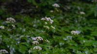 ЛизаАлерт собаки, Фото: 25