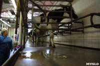 Конкурс профессионального мастерства среди операторов машинного доения коров, Фото: 30