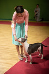 В Туле прошла выставка собак всех пород, Фото: 155