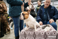 Сиба-ину, шпицы и алабаи: в Туле состоялась выставка собак, Фото: 39