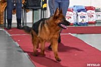 Выставка собак в Туле 26.01, Фото: 14