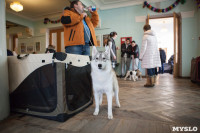 Выставка собак в Туле, 29.11.2015, Фото: 46