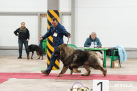 Сиба-ину, шпицы и алабаи: в Туле состоялась выставка собак, Фото: 63
