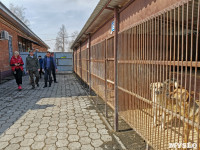 Приют для животных в поселке Сергиевский, Фото: 26