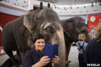 Тульский цирк анонсировал Шоу слонов, Фото: 12