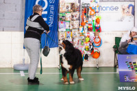 Выставка собак в Туле 24.11, Фото: 41