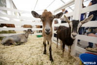 Выставка коз в Туле, Фото: 12