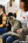 Выставка кошек в Туле, Фото: 36