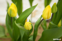 Тюльпаны в МКП "Тулгорсвет", 19.02.2016, Фото: 3