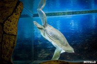 Черепахи в экзотариуме, Фото: 49