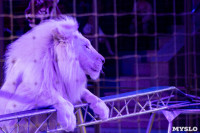 На каникулах – в Цирк больших зверей, Фото: 8