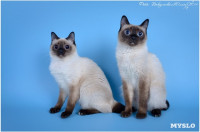 Кошки породы Скиф-той-боб, Фото: 15