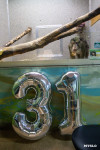 Тульский макак Министр отметил 31 день рождения, Фото: 12