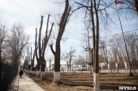 Деревья, кронированные три года назад., Фото: 3