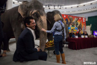 Тульский цирк анонсировал Шоу слонов, Фото: 5