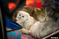 Пряничные кошки, Фото: 17