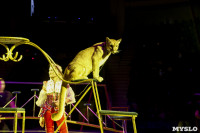 Цирк Инди Ра, Фото: 2
