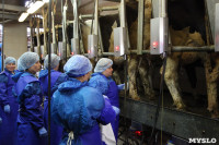 Конкурс профессионального мастерства среди операторов машинного доения коров, Фото: 35