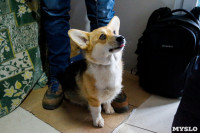 Выставка собак в Туле, Фото: 16