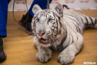 Цирк "Максимус" и тигрица в гостях у Myslo, Фото: 8