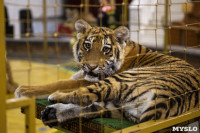 Фитнес для тигрят: как воспитываются будущие звезды цирка?, Фото: 12