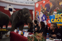 Тульский цирк анонсировал Шоу слонов, Фото: 7