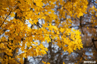 Золотая осень в Ясной Поляне, Фото: 81