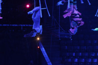 Aqua Show в Тульском цирке, Фото: 4