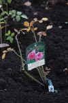 В яснополянской теплице высадили исторические розы, Фото: 3