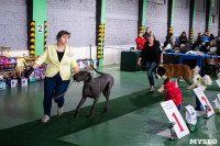 Выставка собак в Туле 24.11, Фото: 123