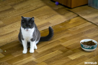 Кошки из адской квартиры, Фото: 40