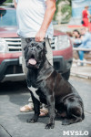 Всероссийская выставка собак в Туле, Фото: 11