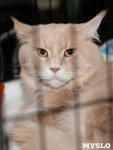 Выставка кошек в Туле, Фото: 9