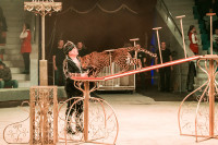 "Чудеса под Новый год" в Тульском цирке, Фото: 60