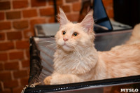 Выставка кошек в Искре, Фото: 81