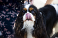 В Туле прошла выставка собак всех пород: фоторепортаж, Фото: 22