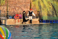 Шоу карибских дельфинов, Фото: 12