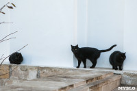 Коты и кошки в Туле, Фото: 31