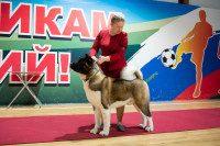 В Туле прошла выставка собак всех пород, Фото: 101