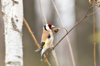 Фотографии дикой природы Даниила Маликова., Фото: 5