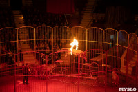 В Тульском цирке родился тигролев, Фото: 18