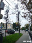 «Сушняк-2019 Тула». Городской хит-парад засохших деревьев, Фото: 157
