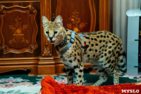 Бэби-леопард дома: зачем туляки заводят диких сервалов	, Фото: 2
