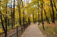 деревья в Платоновском парке , Фото: 9